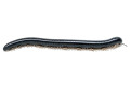 Thyropygus sp. 1 Malaysia adult